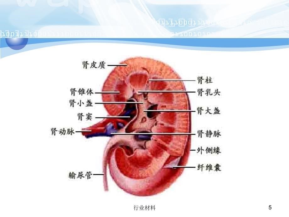 肾性水肿课件【专业研究】_第5页