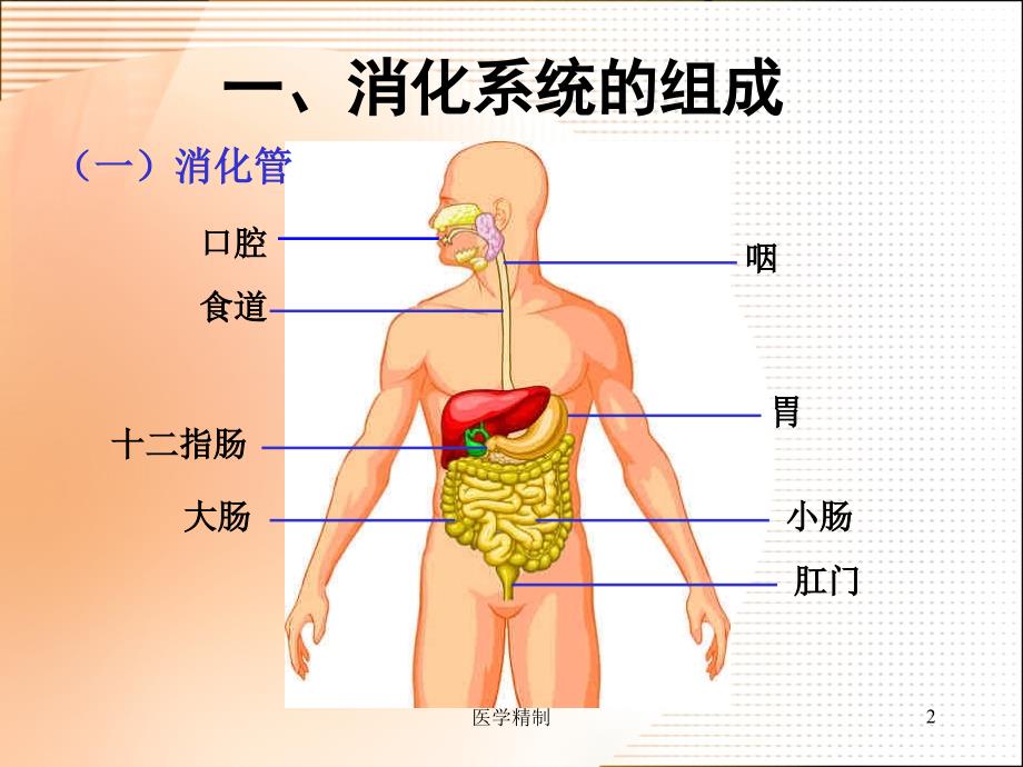 《食物的消化和营养物质的吸收》课件（内容详细）_第2页