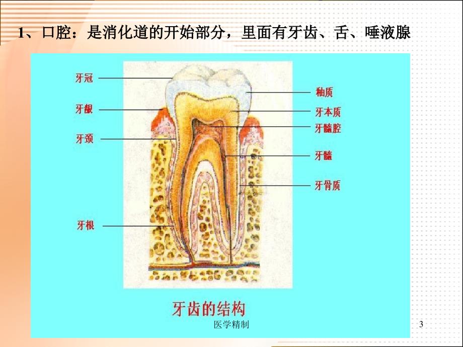 《食物的消化和营养物质的吸收》课件（内容详细）_第3页