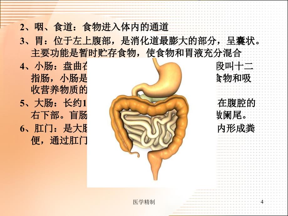 《食物的消化和营养物质的吸收》课件（内容详细）_第4页