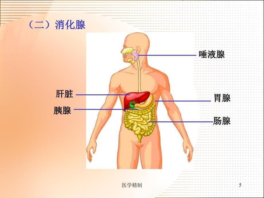 《食物的消化和营养物质的吸收》课件（内容详细）_第5页