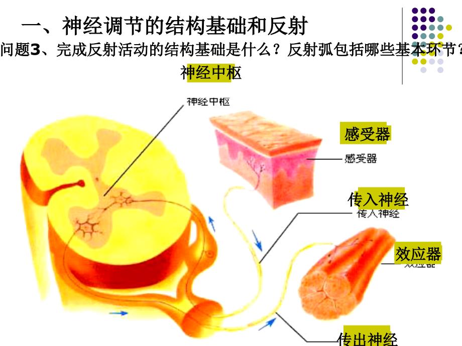 人教版教学课件河北省鸡泽一中高二生物通过神经系统的调节课件_第4页