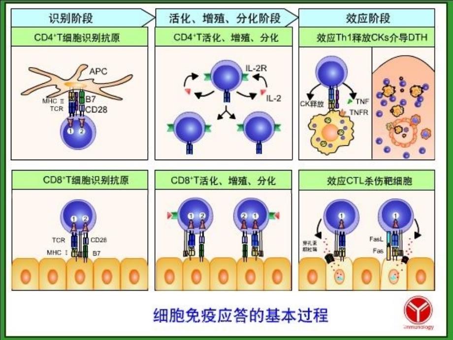 抗体介导的体液免疫应答培训课件_第2页