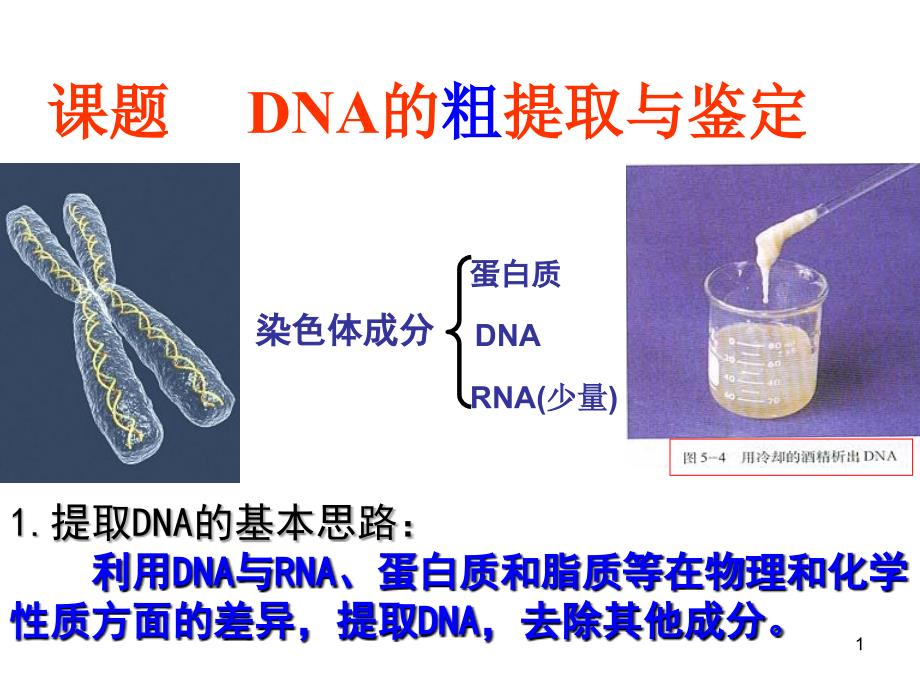 DNA的粗提取和鉴定_第1页