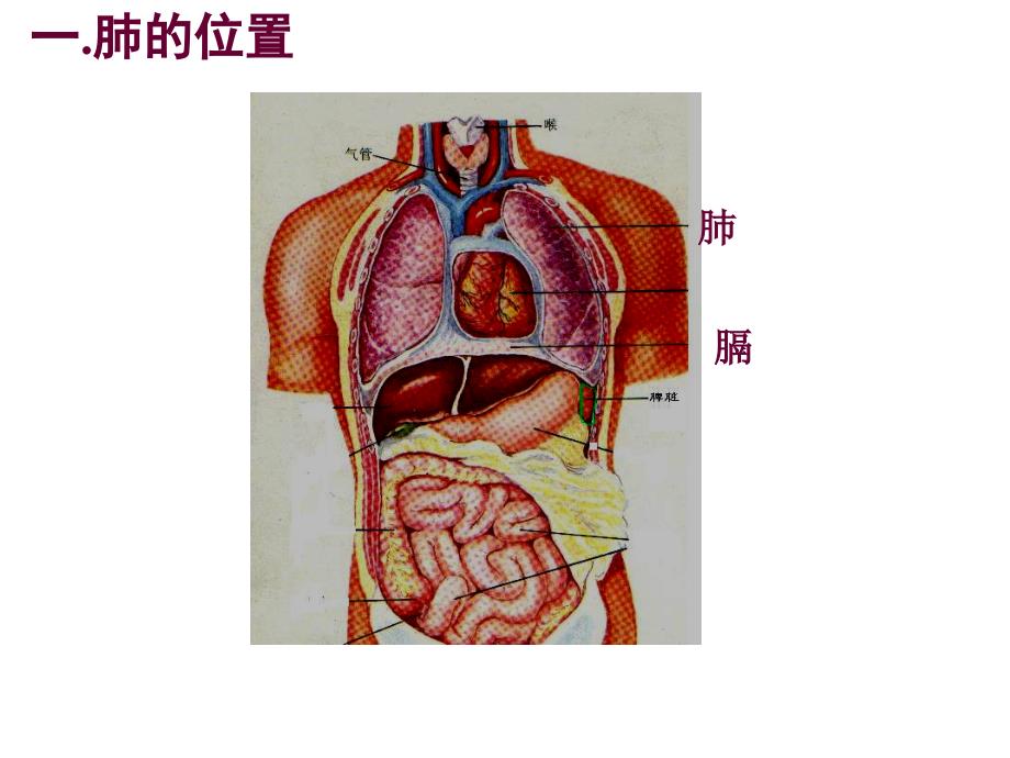 发生在肺内的气体交换讲_第4页