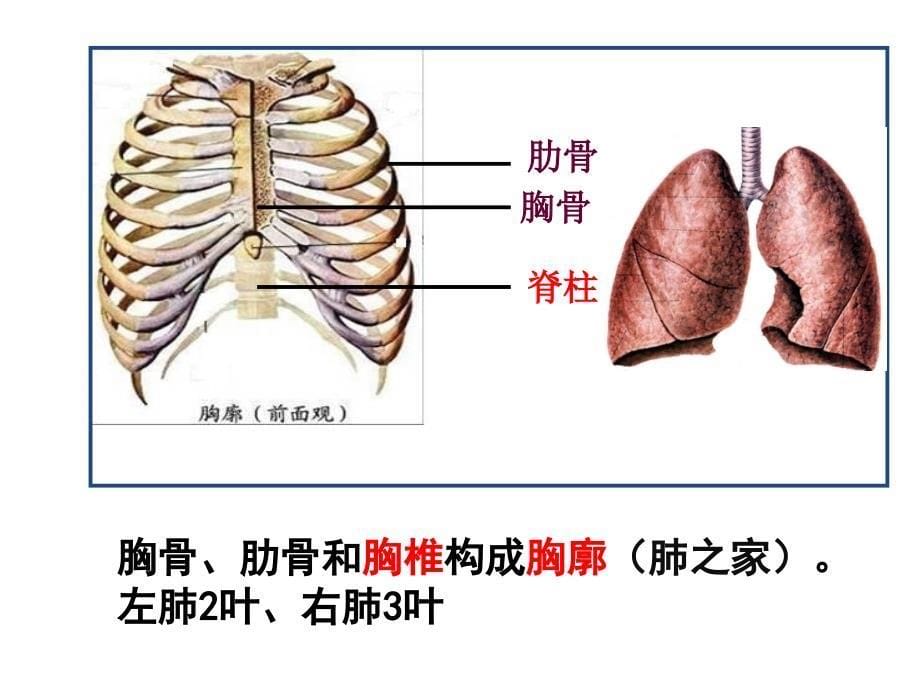 发生在肺内的气体交换讲_第5页