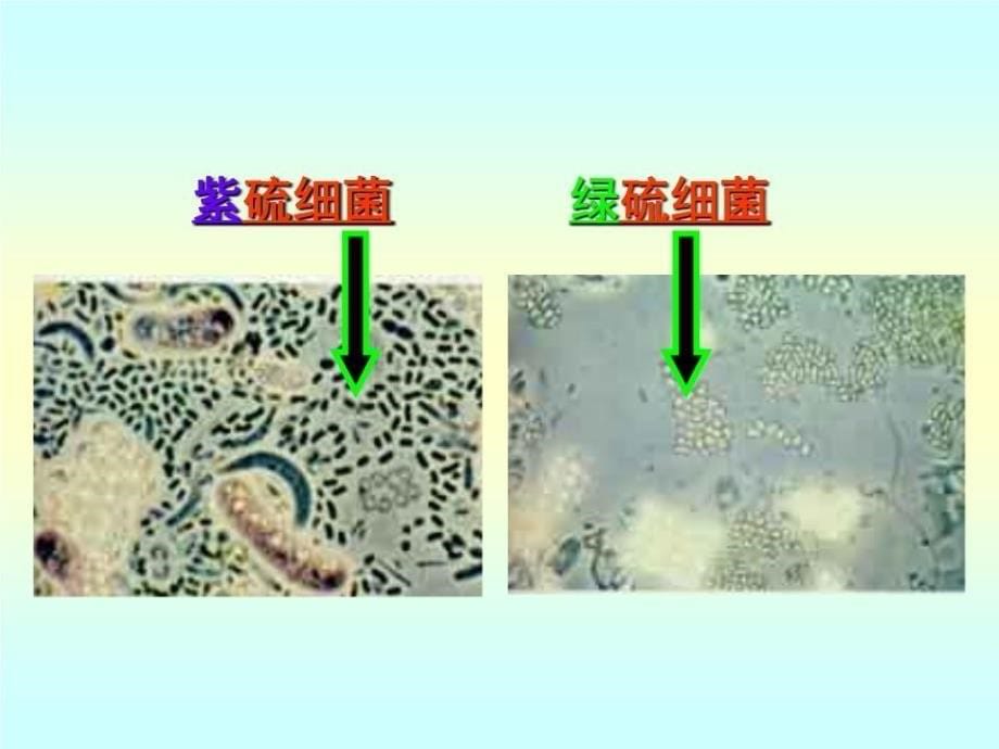 《环境工程微生物》PPT课件.ppt_第5页