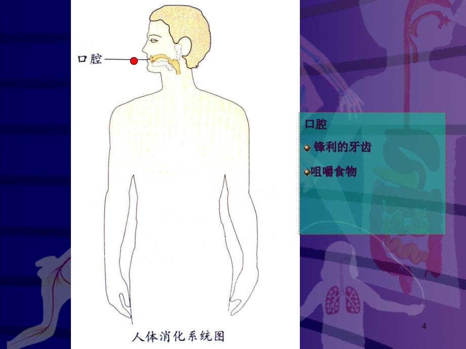 1食物到哪里去了教学ppt课件_第4页