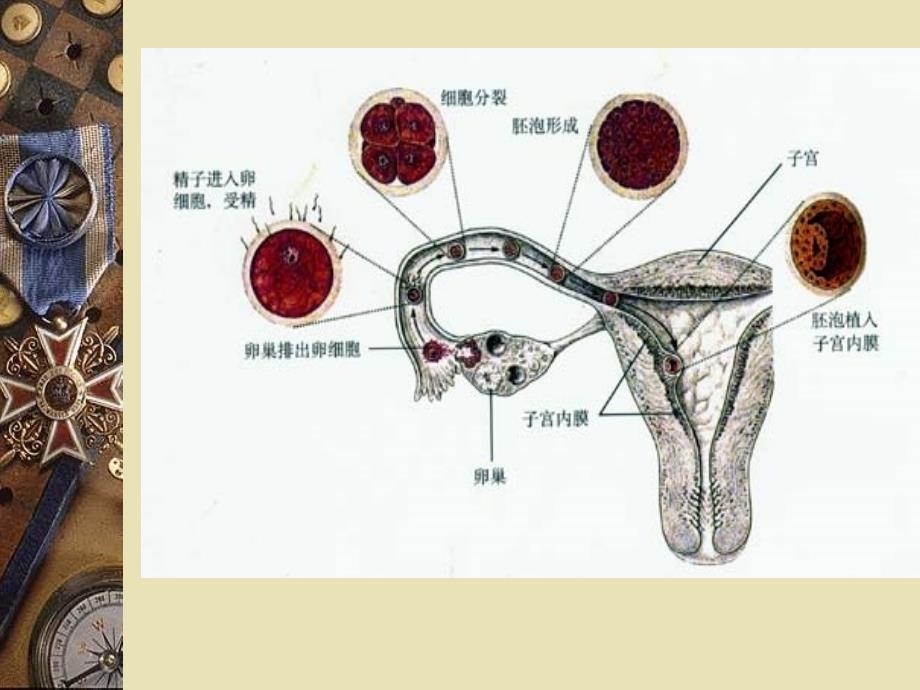 不孕调周及机理09年11月讲座稿_第4页