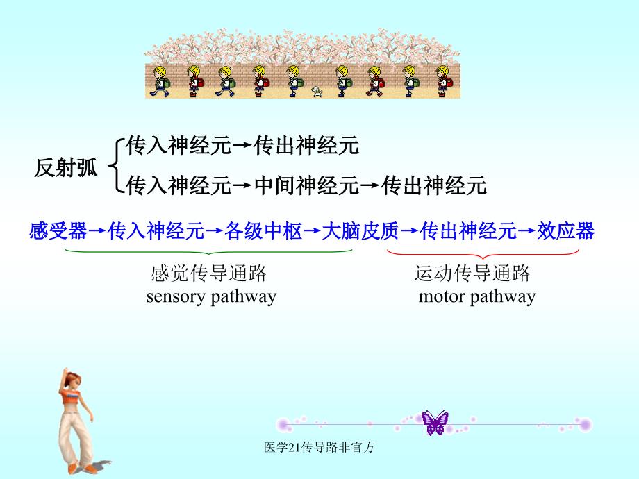 医学21传导路非官方课件_第2页