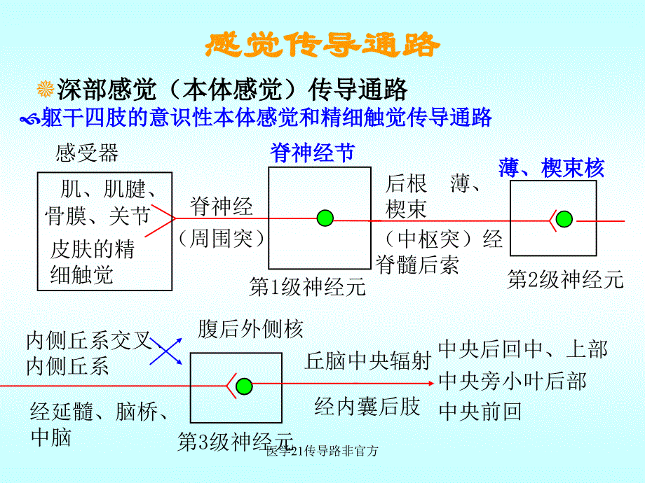 医学21传导路非官方课件_第3页