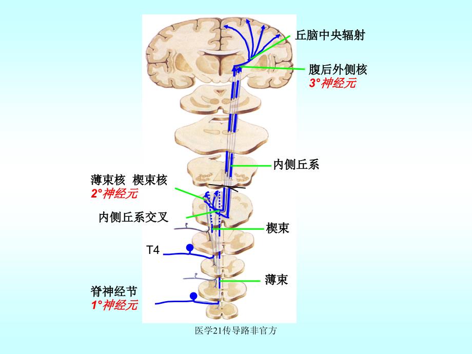 医学21传导路非官方课件_第4页