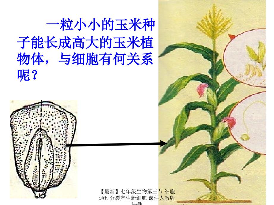 最新七年级生物第三节细胞通过分裂产生新细胞课件人教版课件_第4页