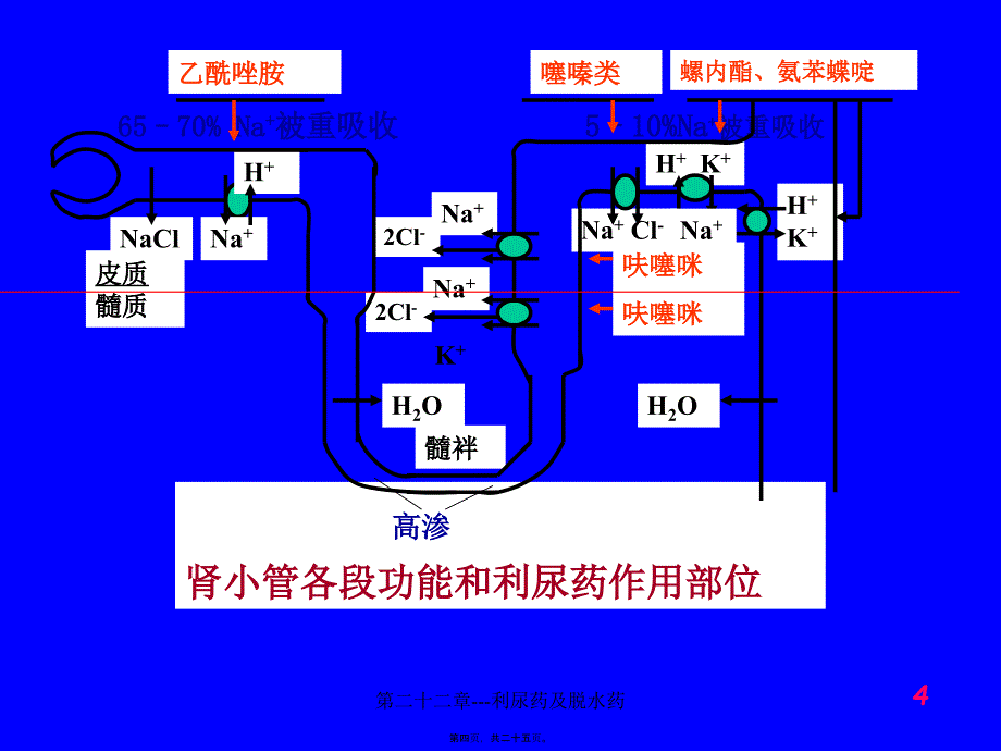 第二十二章---利尿药及脱水药课件_第4页