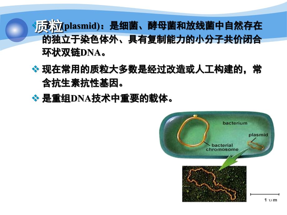 质粒DNA的抽提、纯化与检测_第4页