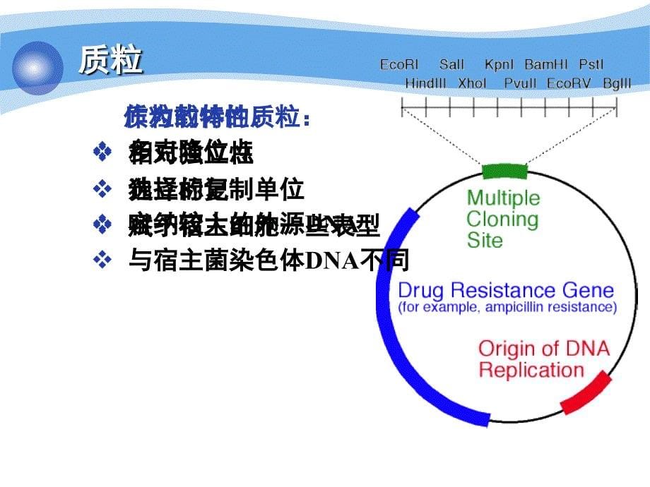 质粒DNA的抽提、纯化与检测_第5页