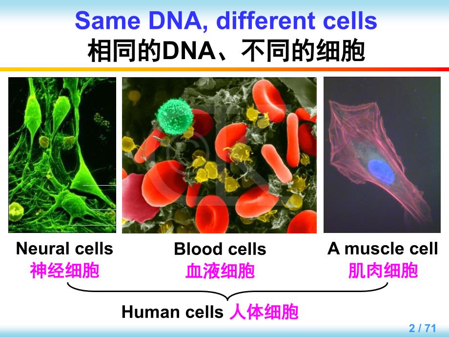 分子生物学英文版教学课件：Chapter 7 Regulation of Gene Expression in eukaryotes_第2页