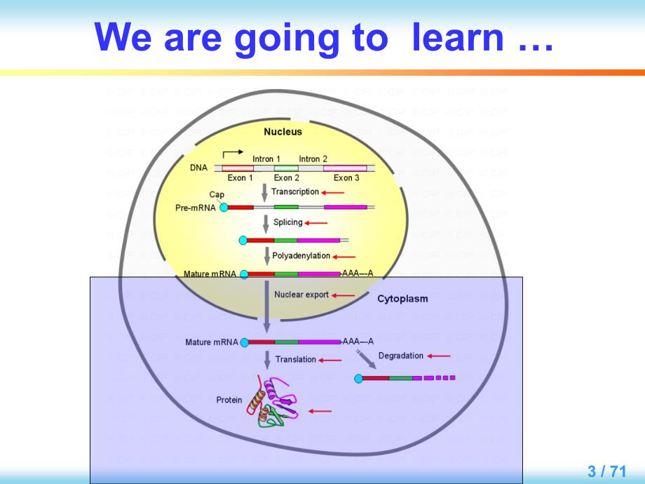 分子生物学英文版教学课件：Chapter 7 Regulation of Gene Expression in eukaryotes_第3页