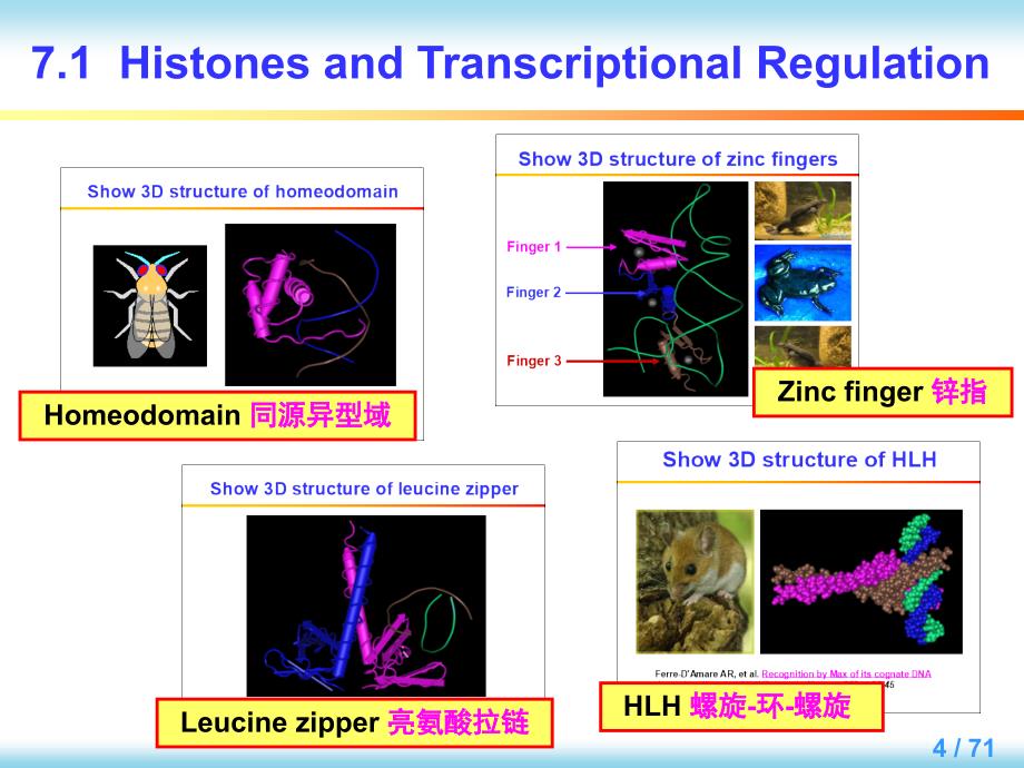 分子生物学英文版教学课件：Chapter 7 Regulation of Gene Expression in eukaryotes_第4页