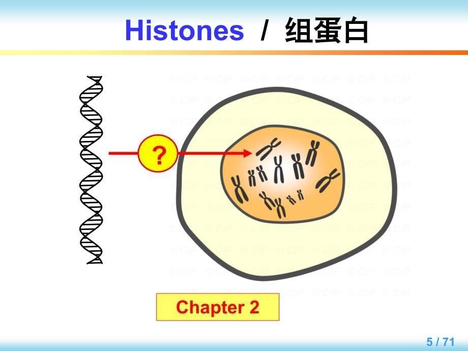 分子生物学英文版教学课件：Chapter 7 Regulation of Gene Expression in eukaryotes_第5页