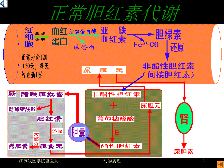 动物病理黄疸PPT课件_第4页