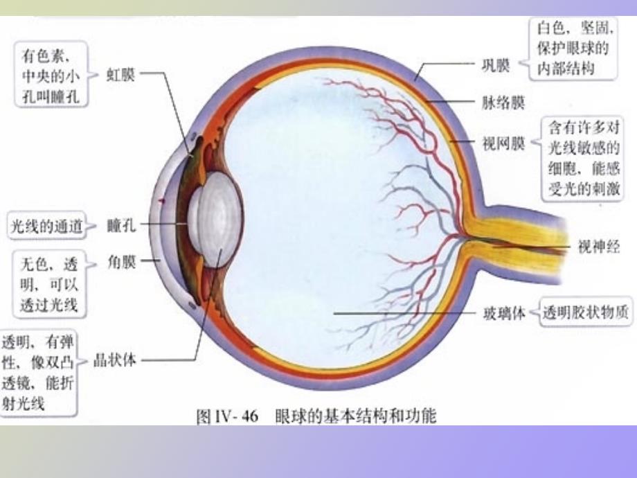 眼科常见病及护眼保健_第2页