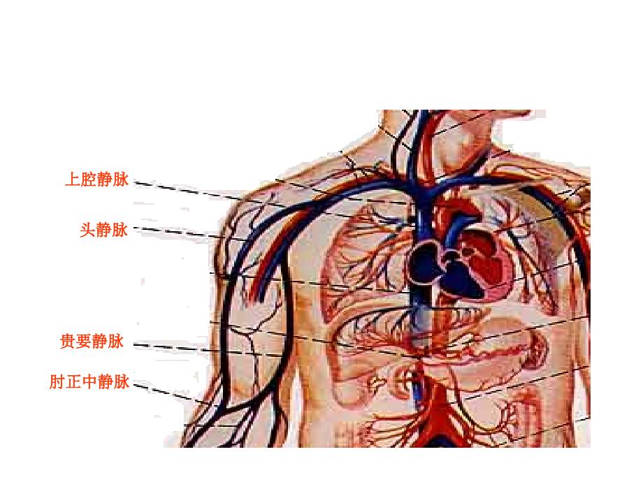 PICC置管术相关知识_第3页