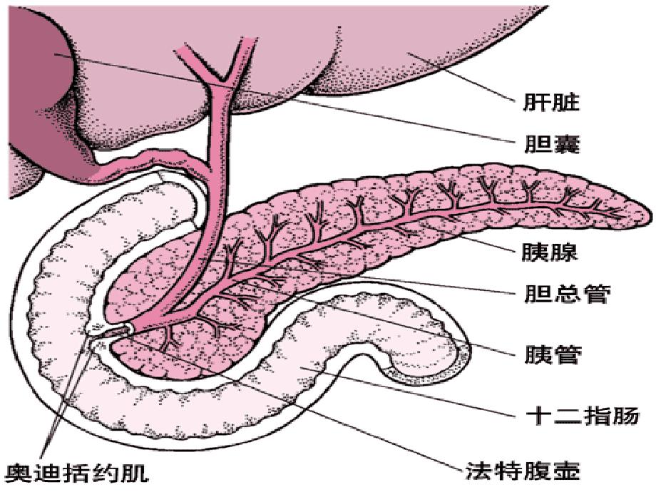 322生物必修3课堂教学课件—通过激素的调节①_第4页