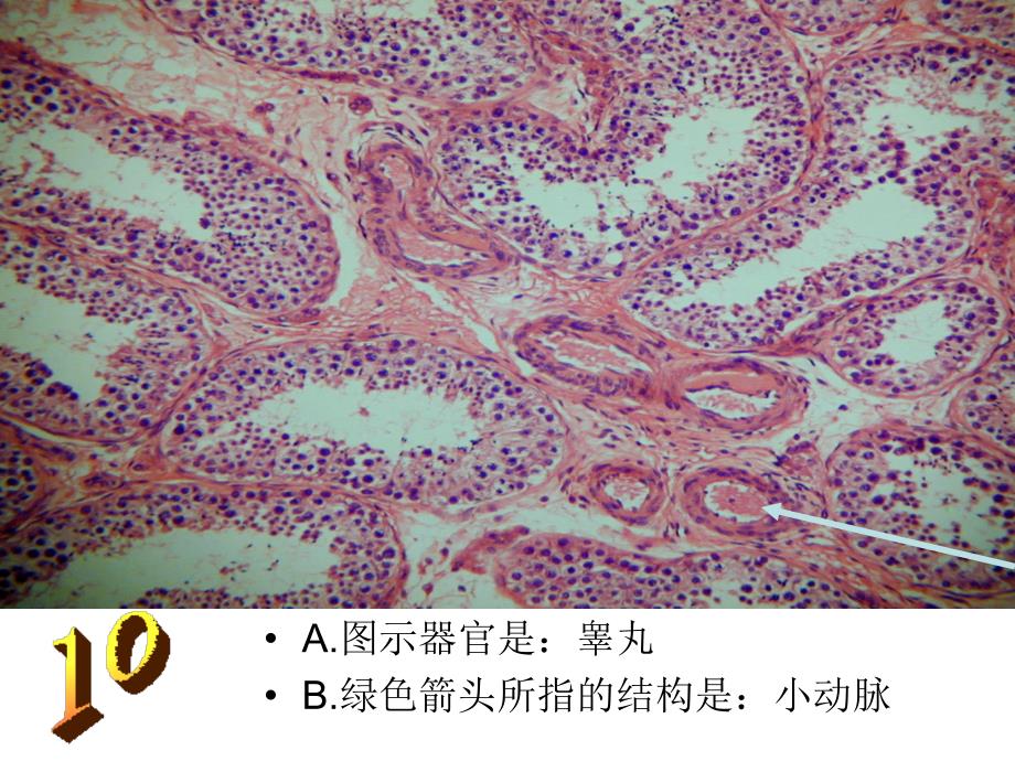 组织胚胎学实验：组胚_第4页