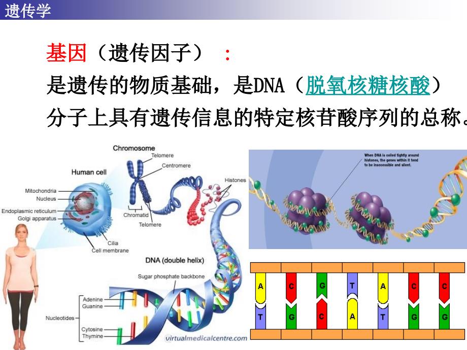 动物遗传育种与繁殖_第3页