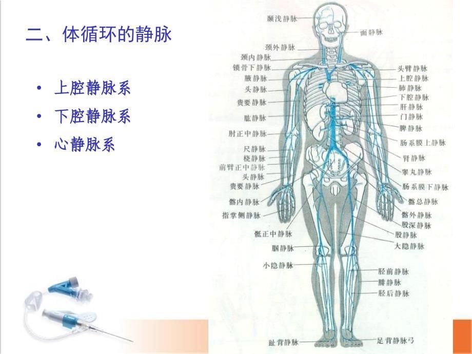 静脉系统ppt参考课件_第5页