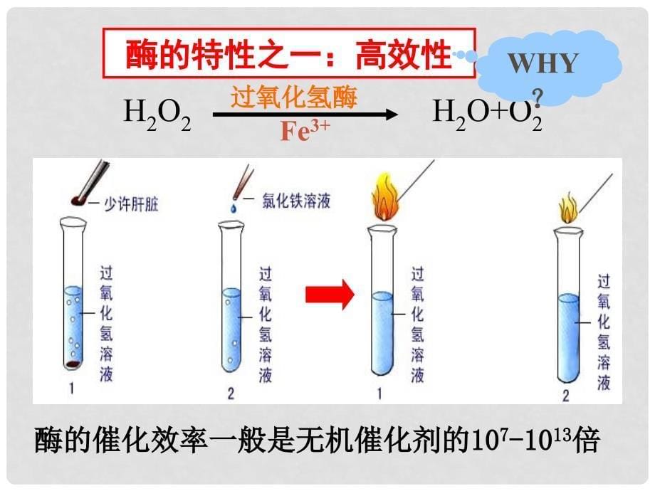 高一生物：4.1《ATP和酶》课件03（苏教版必修1）_第5页