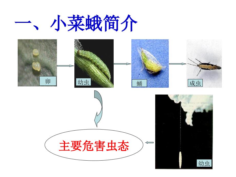 小菜蛾综合防治技术.ppt_第4页