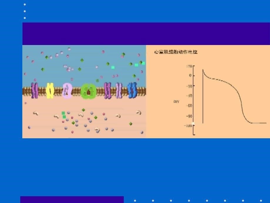 ECG心电图的解读_第5页