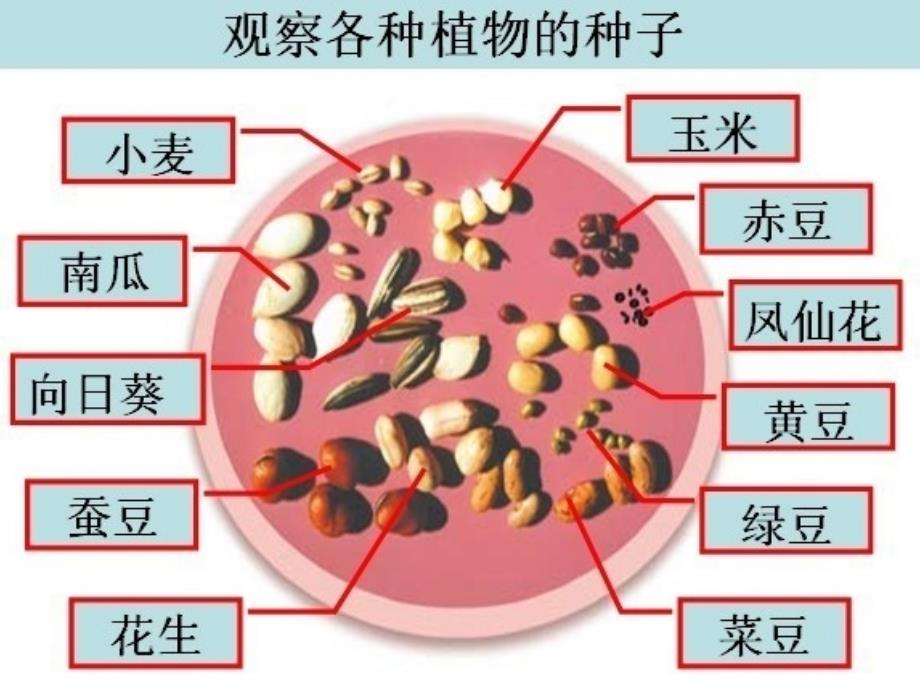 《种子》课件1_第2页