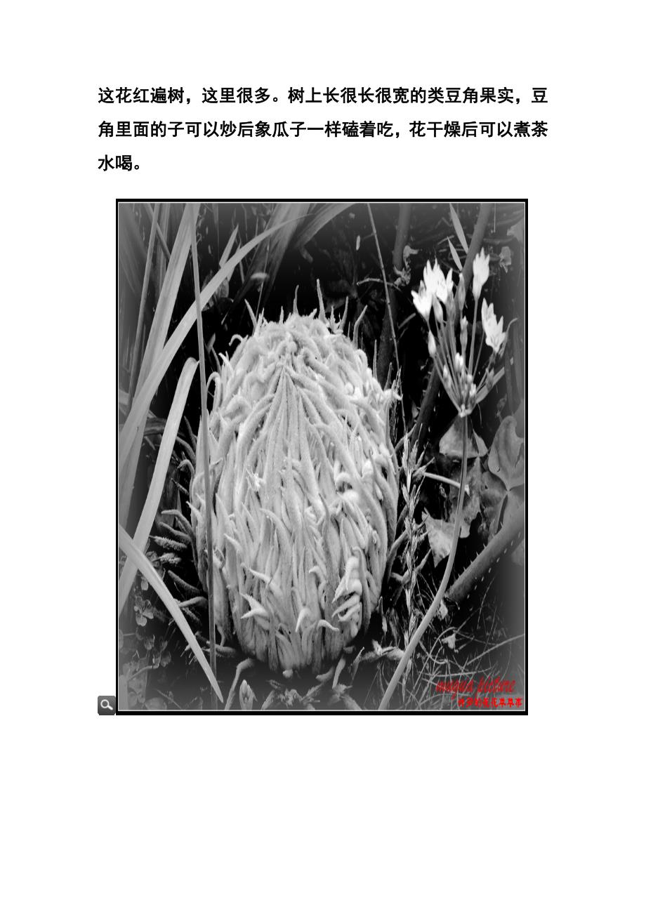 意大利开罗难得一见的花花草草_第4页