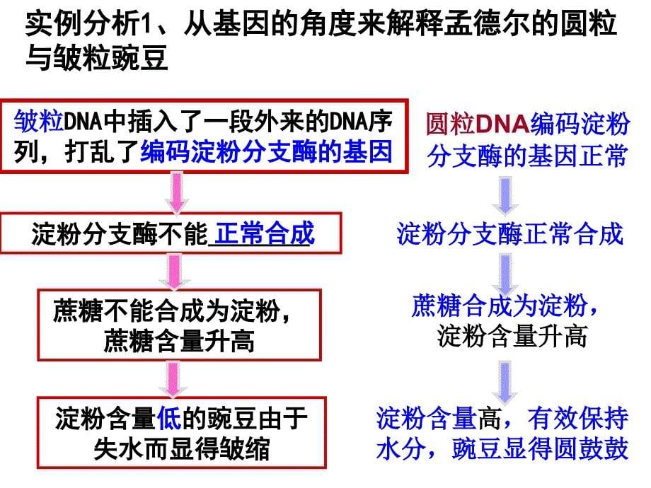 第4章基因的表达第2节基因对性状的控制_第5页