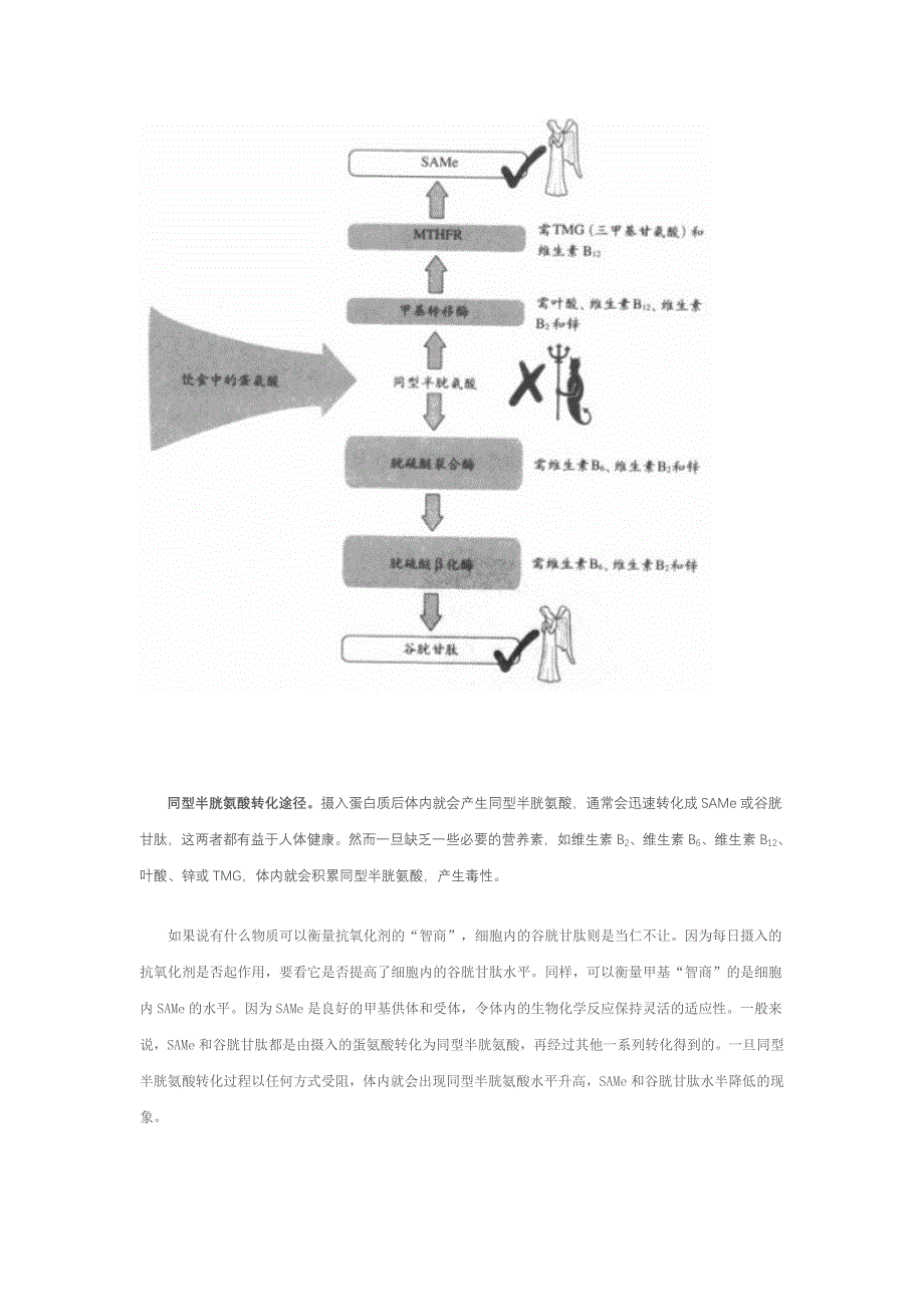 同型半胱氨酸：最重要的健康指标_第2页