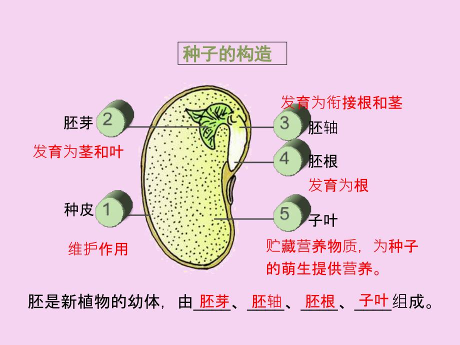 人教版七上3.2.1种子的萌发第一课时ppt课件_第5页