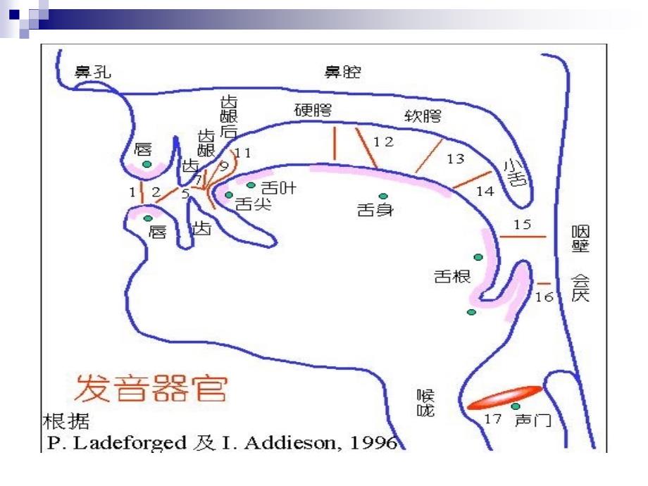 医学专题：普通话&#183;鼻韵母的发音_第2页