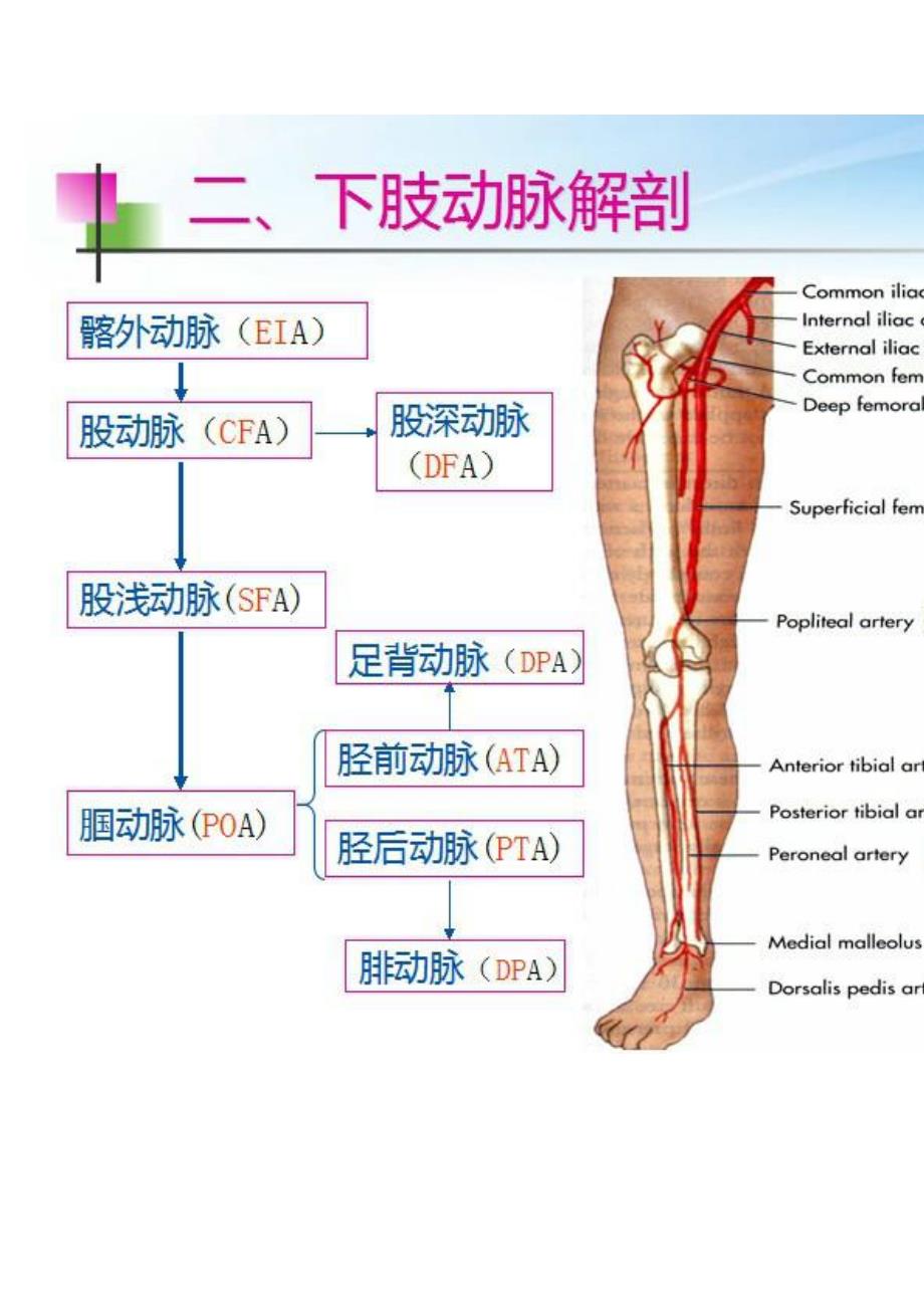 下肢血管彩超_第3页