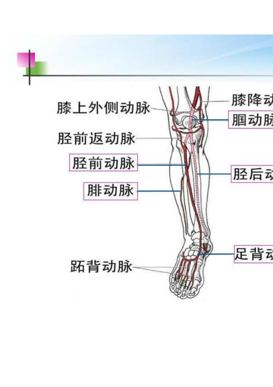 下肢血管彩超_第4页