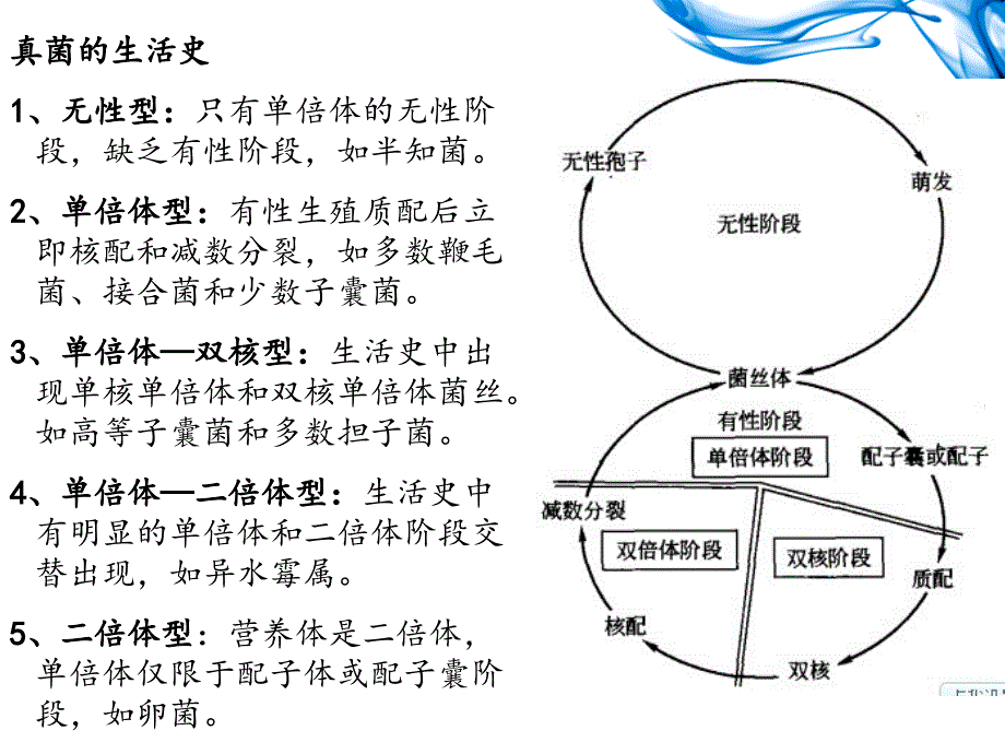 实验二菌物一般形态卵菌门和接合菌门菌物的识别栾_第4页