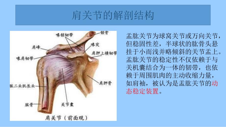 肩关节前脱位介绍_第2页