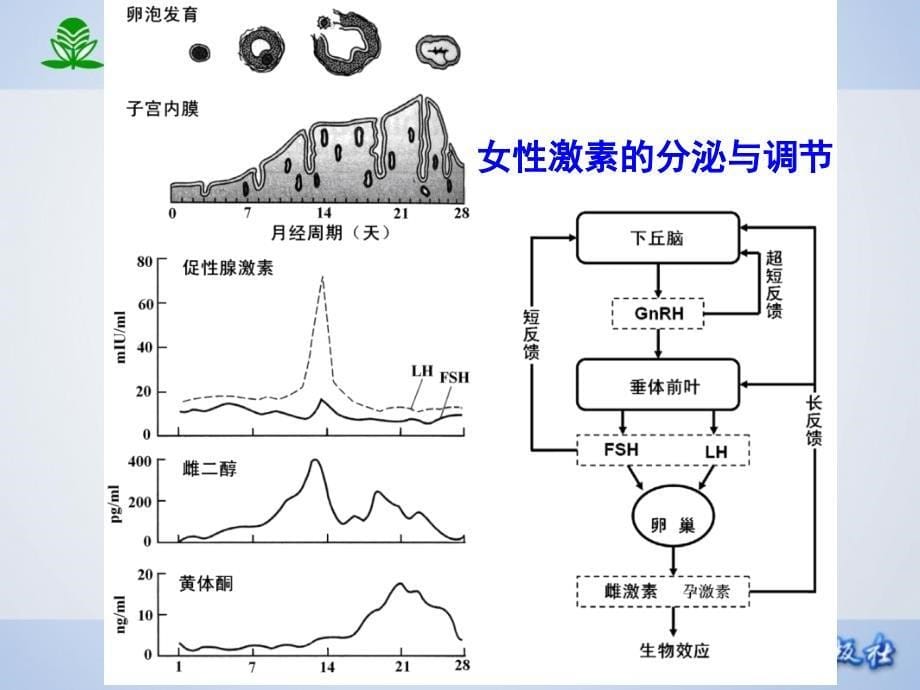 第三十四章性激素类药及避孕药_第5页