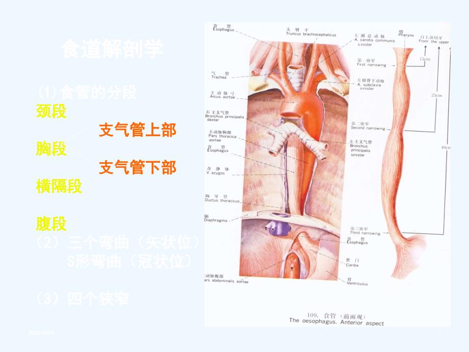 食道异物的诊断与治疗_第4页