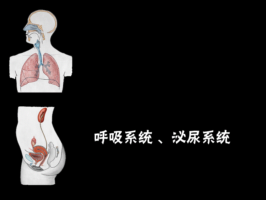 《呼吸纵膈泌尿》PPT课件_第1页