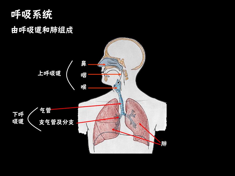 《呼吸纵膈泌尿》PPT课件_第2页