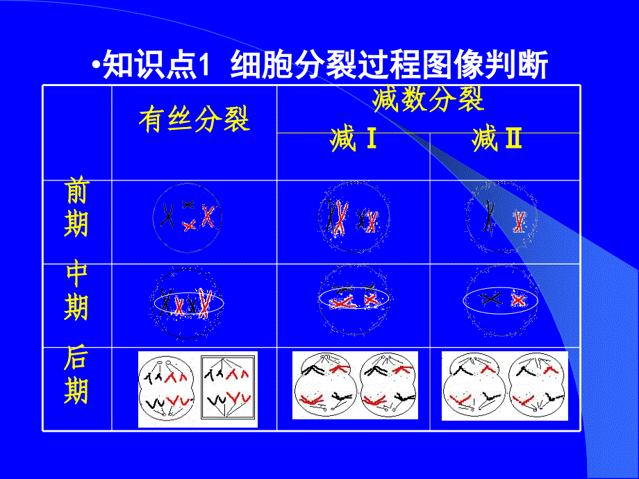 细胞增殖专题(二轮复习)_第3页