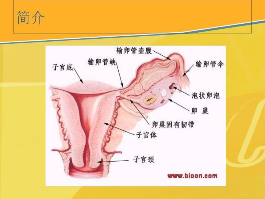 输卵管异位妊娠1_第5页